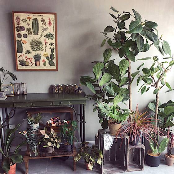 cacti succulents poster Cacti and Succulents Vintage Poster