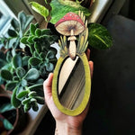 Forest Mushroom Wooden Mirror
