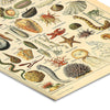 Mollusques Vers Echinodermes Coelenteres Infusoires, Vintage Botanical Illustration Poster