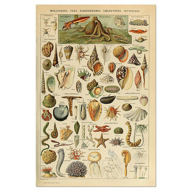 Mollusques Vers Echinodermes Coelenteres Infusoires, Vintage Botanical Illustration Poster
