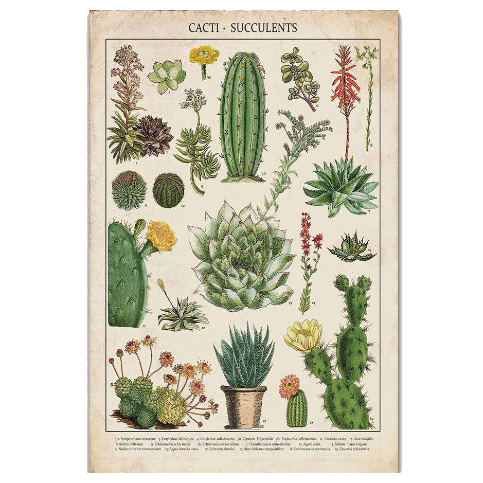 Cacti and Succulents Vintage Poster